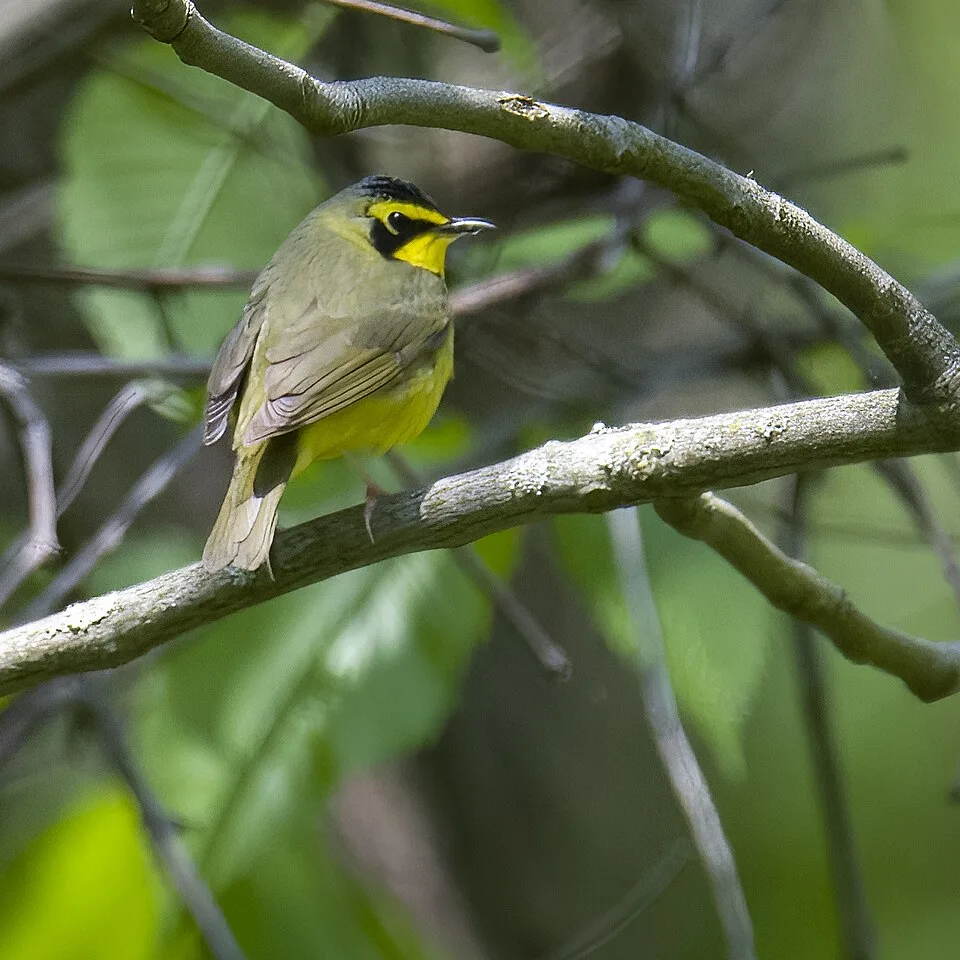 Small olive backed warbler with yellow chest and head and black stripe through the eye.