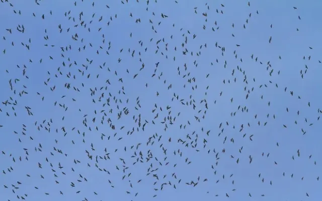 A huge number of hawks soaring together high in the sky.
