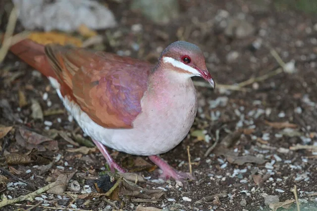 Bright dove with pink purple back, paler front and white streak under the eye.