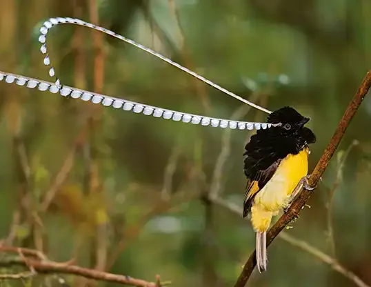 Exotic bird with black head and back, yellow belly and long white plumes.