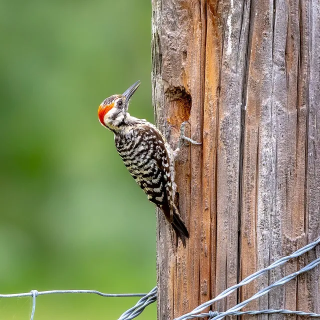 Black and white small woodpecker with red crest.