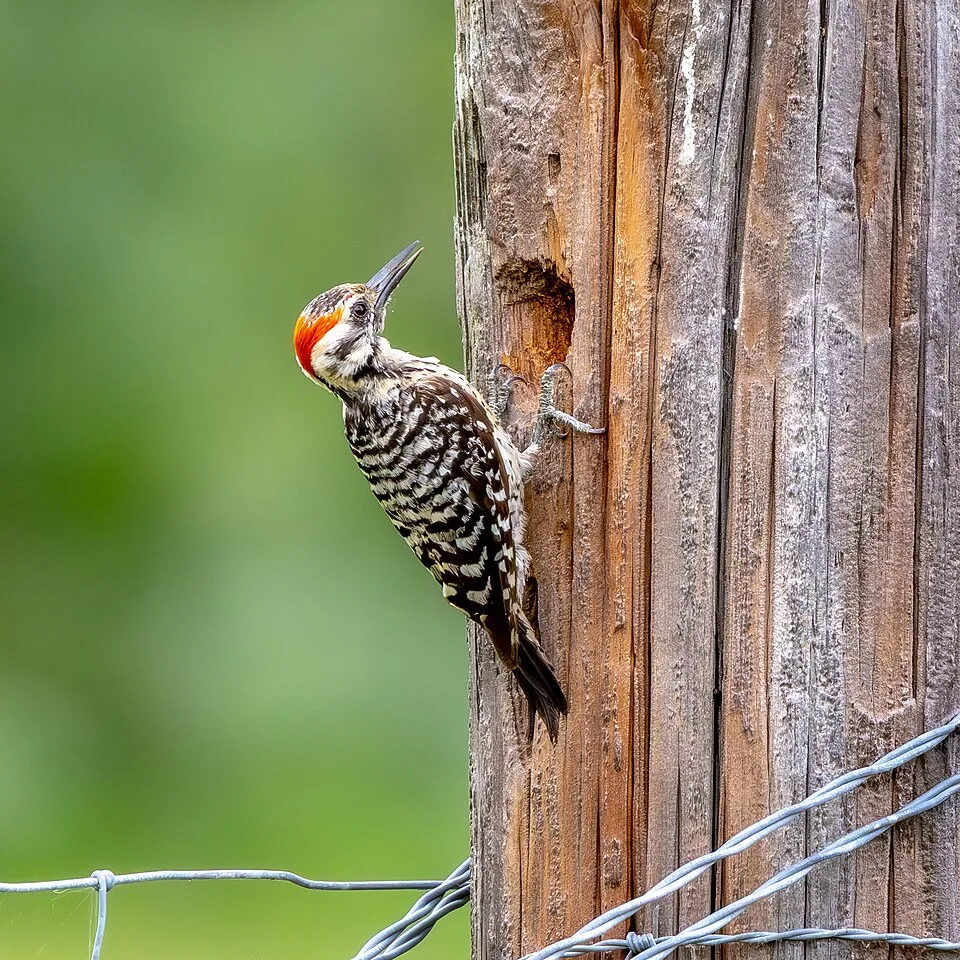 Black and white small woodpecker with red crest.