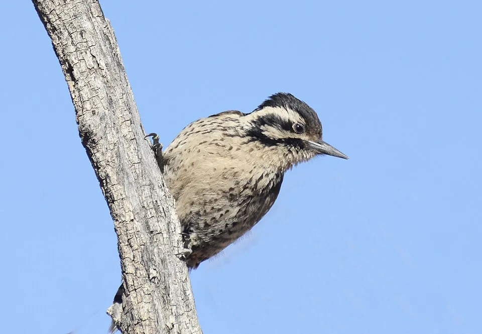 Small black and white woodpecker.