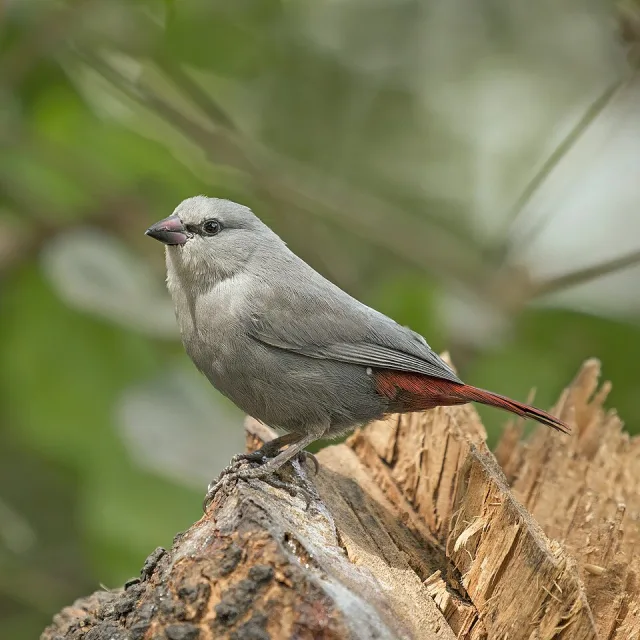 Small finch like bird with gray plumage and red under the tail.