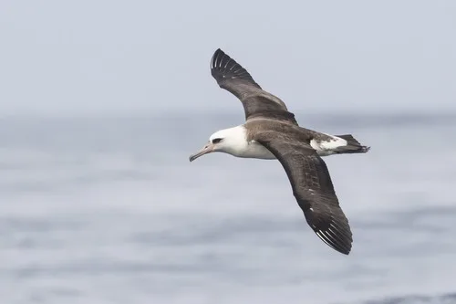 Large seabird with dark back, pale underparts and head.