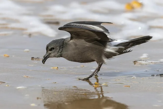 Tiny dark seabird with tubular bill.