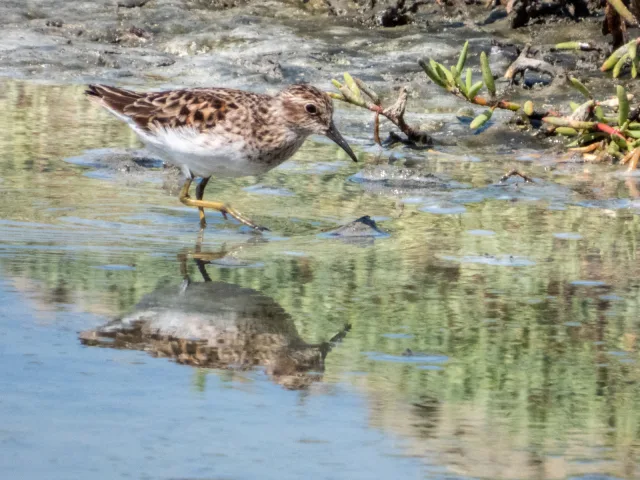 Tiny brown mottled wader with yellow legs and pale belly.
