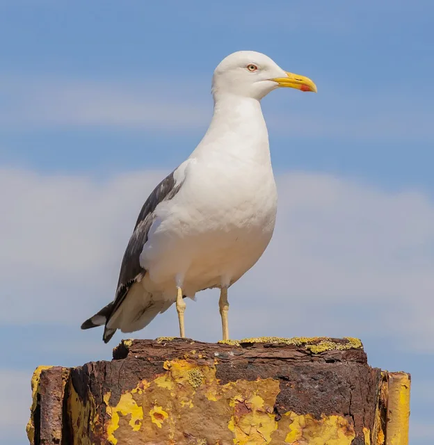 Large gull with white head and breast, gray back and red spot on a yellow bill.