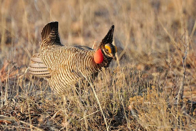 Large gamebird with brown and white steaky plumage and large orange cheeks.