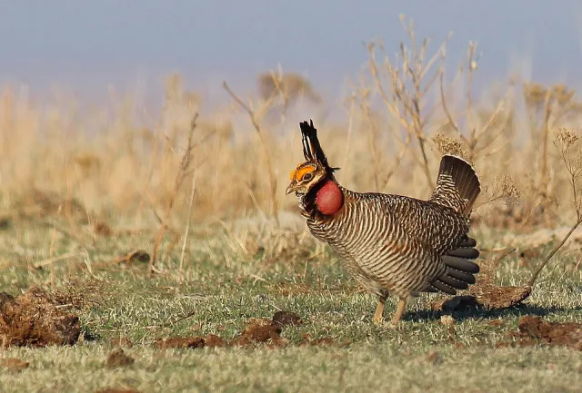 Large gamebird with brown and white steaky plumage and large orange cheeks.