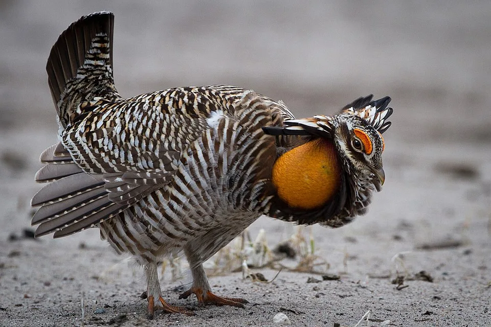 Large gamebird with brown and white steaky plumage and large orange cheeks.
