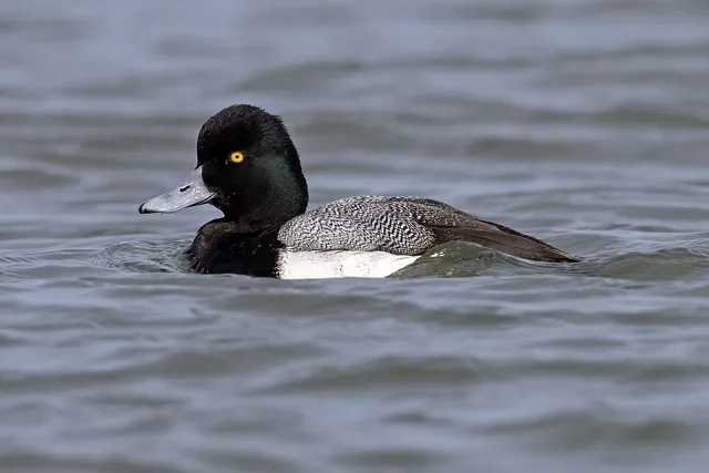 Small colorful duck with black, white and mottled plumage and dark green head.