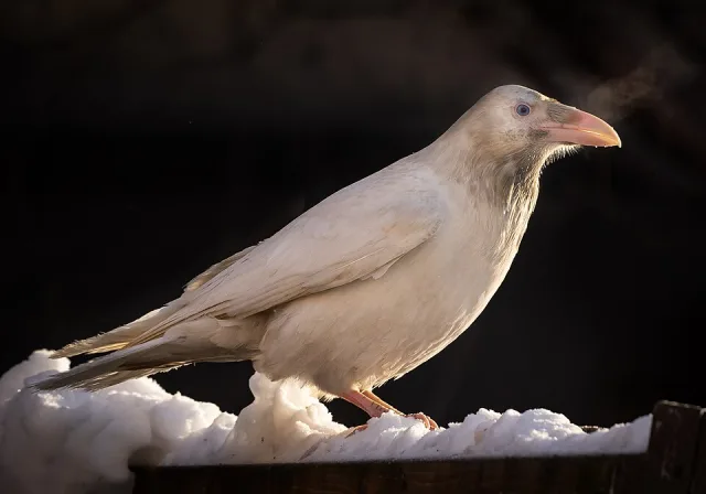 Off white looking raven