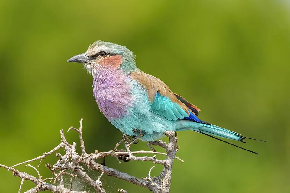 Large insectivore bird with purple breast, pale green belly and orange cheeks.