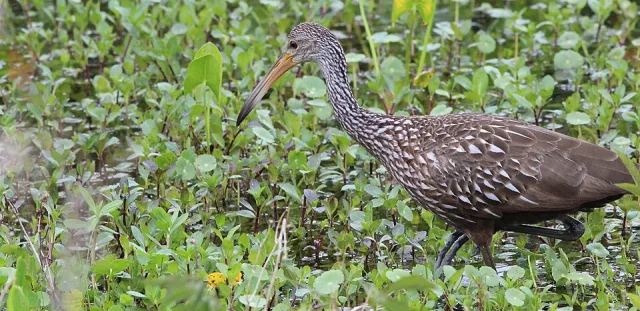 Brown waterbird with paler neck and long yellow bill.