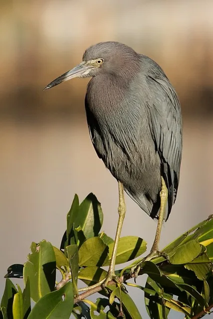 Small slate gray heron with reddish neck and head.