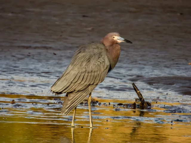 Red and dark gray small heron with pale face.