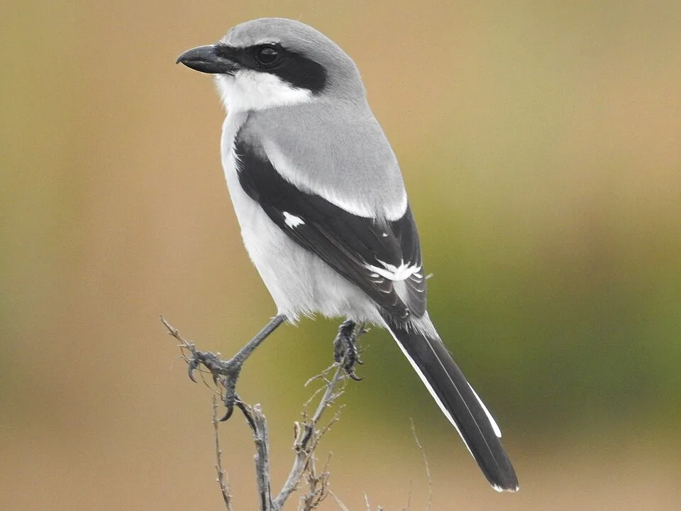 Large gray and white songbird with oversize bill with hook on the end.