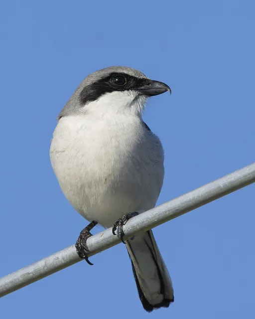 Large gray and white songbird with oversize bill with hook on the end.