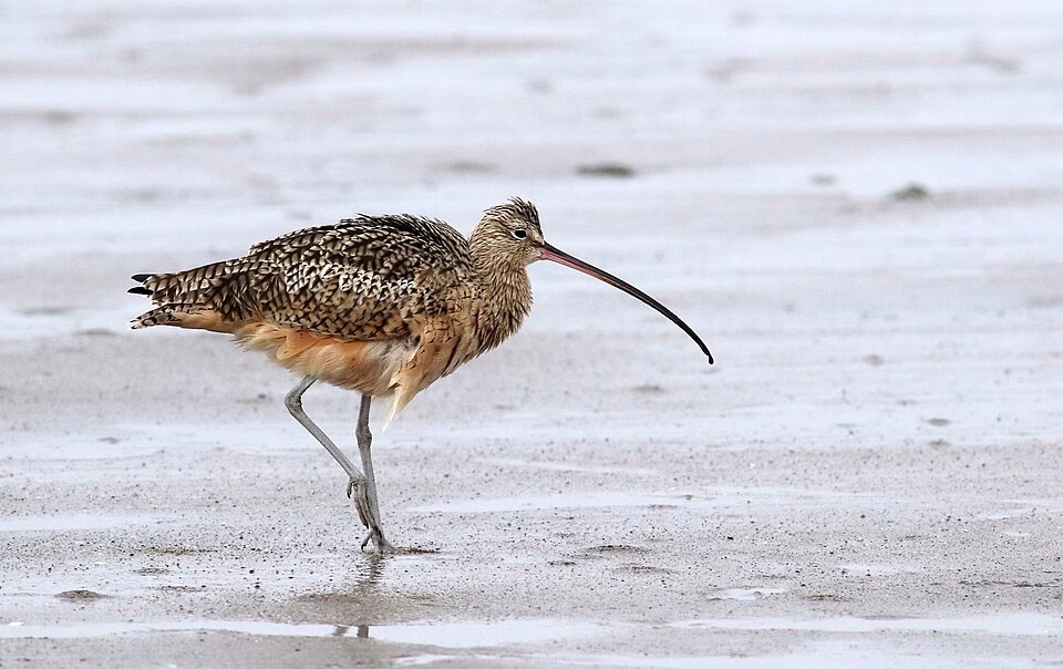 Large shorebird with brown speckled plumage and very long curved bill.