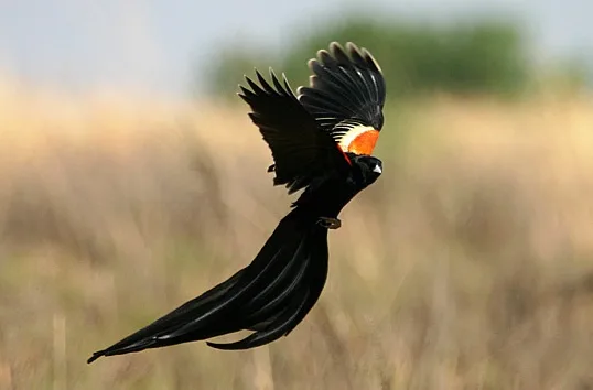 Black bird with yellow and red shoulders and long black plumes.