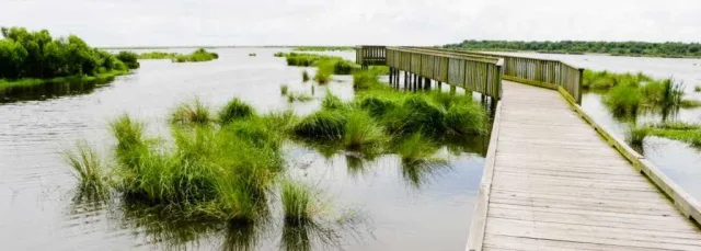 Louisiana Bayou Sauvage NWR Scene