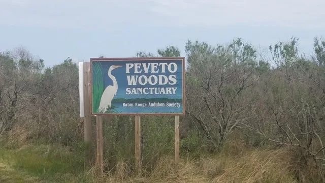 Louisiana Peveto Woods Scene