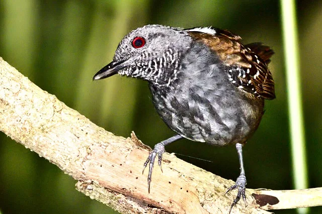 Small bird with brown body and black and white head and chest.