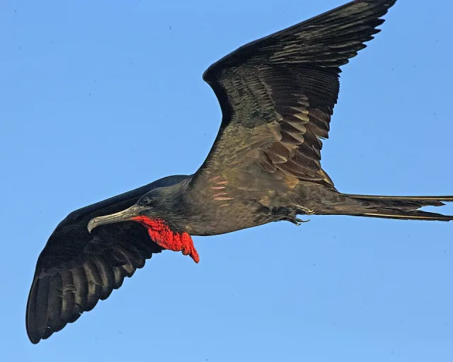 Very large black seabird with red patch under the chin.