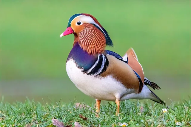Multicolored duck with pale belly, brown back, purple neck and feathered rufous cheeks.