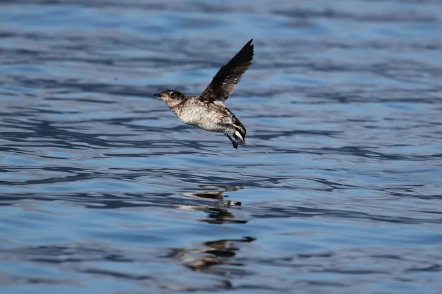 Small seabird with dark back and white front.