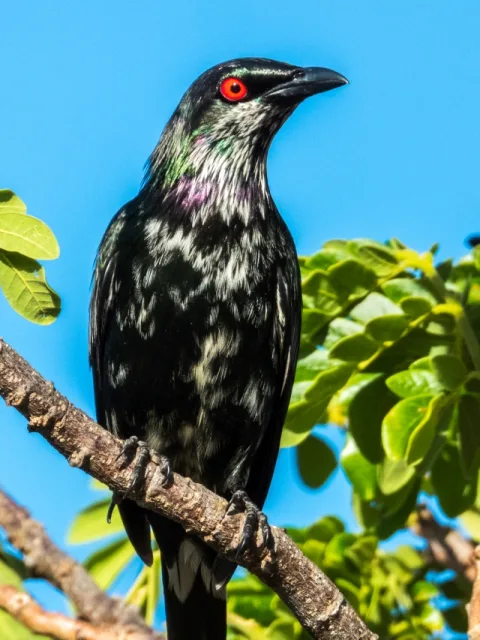 Dark glossy starling with brilliant red eye.