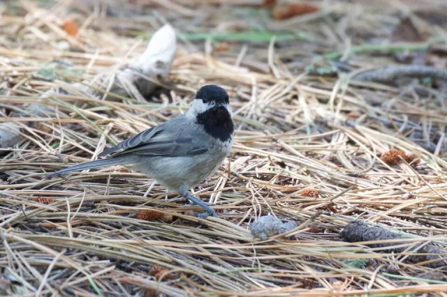 Small gray bush bird with black throat and black cap.