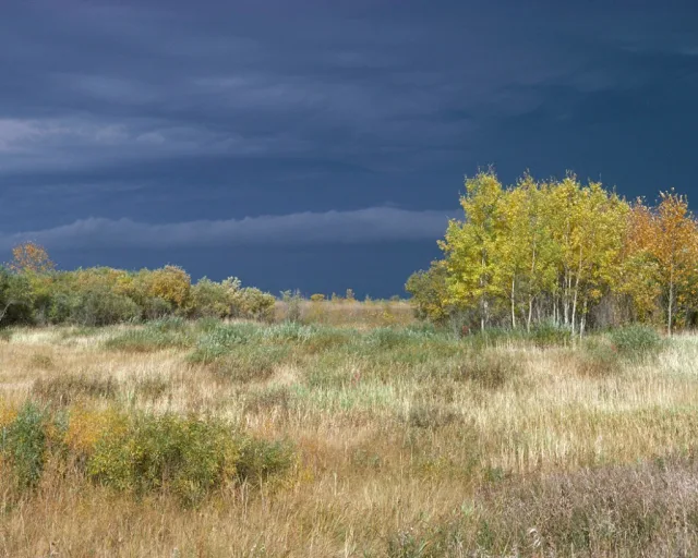 Minnesota Agassiz NWR Scene