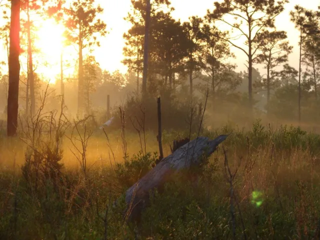 Mississippi Grand Bay NWR Scene