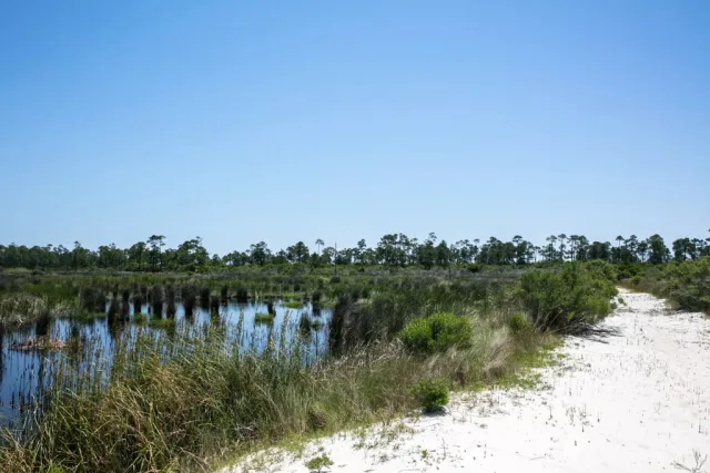 Mississippi Horn Island Map Scene