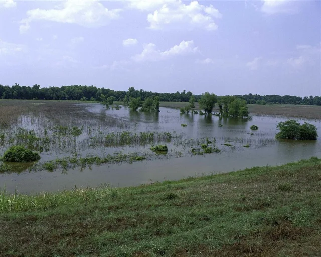 Mississippi Panther Swamp NWR Scene