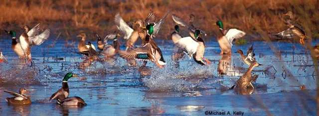 Mississippi Yazoo NWR Scene