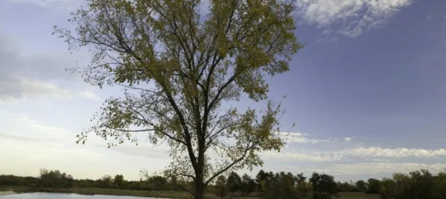 Missouri Busch Wildlife Conservation Area Scene