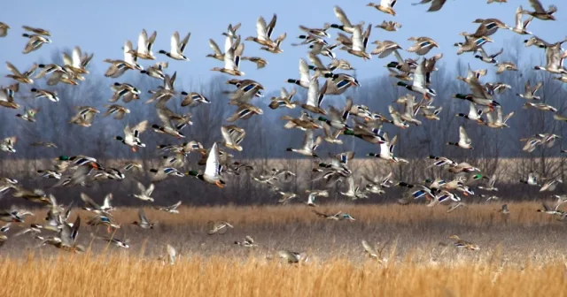 Missouri Swan Lake NWR Scene