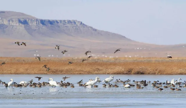Montana Freezout Lake WMA Scene