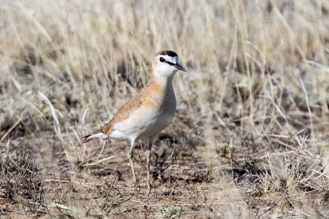 Small ground bird with brown back. pale front and white lores.
