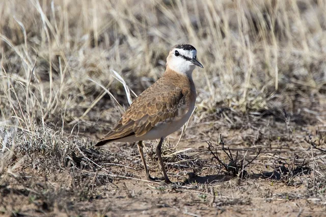 Small ground bird with brown back. pale front and white lores.