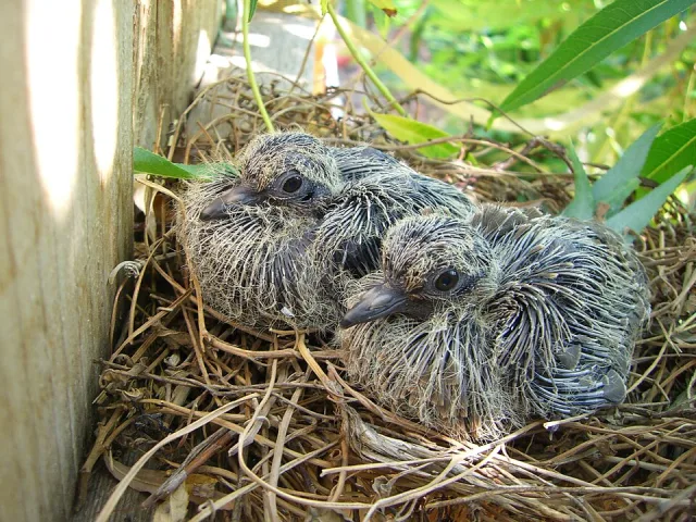 2 young chicks with fluffy gray plumage.