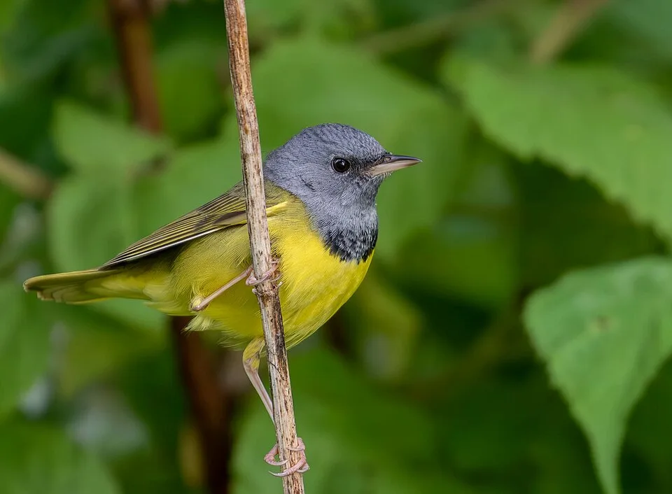 Small songbird with yellow belly and gray head.
