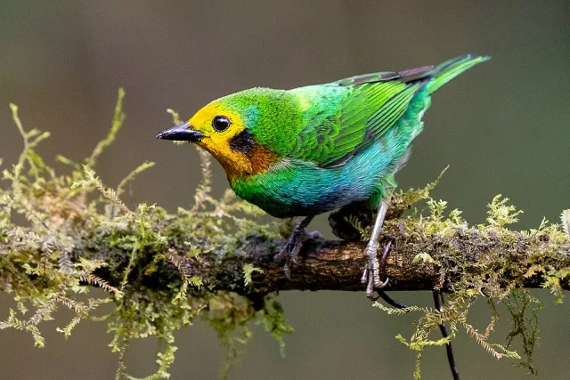 Small green bird with bright yellow face and brown cheeks.