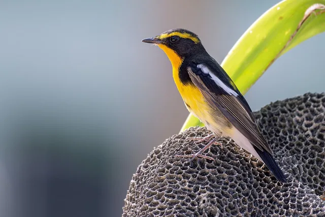 Black and white songbird with bright orange breast and eyebrow.