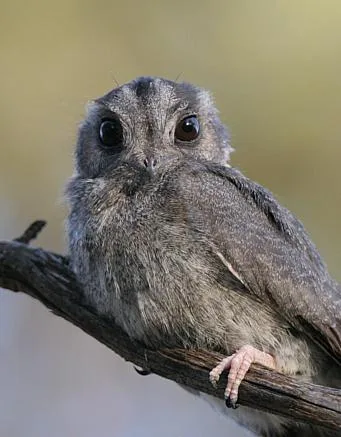 Small gray owl like bird with large eyes.