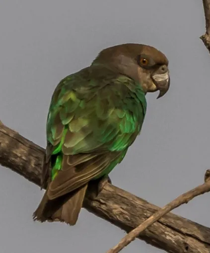 Small green parrot with gray head and thick bill.