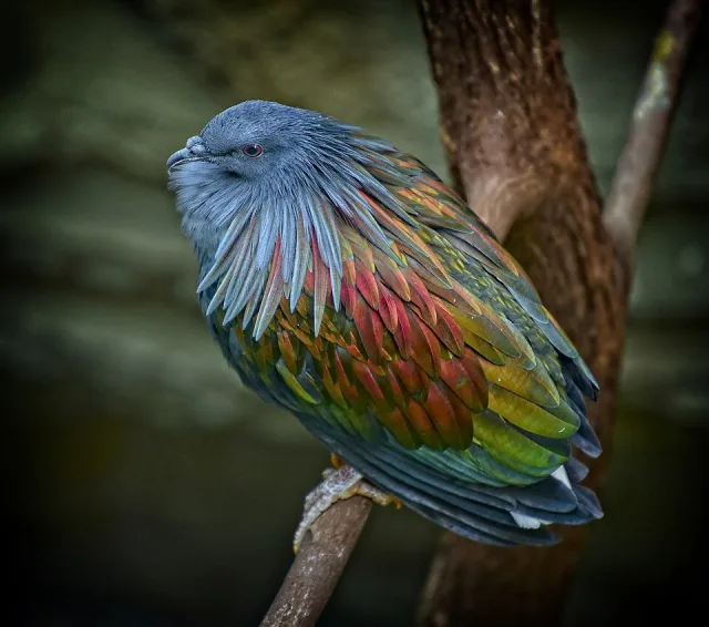 Large plump gray pigeon with shimmering bronze, yellow and green colors.